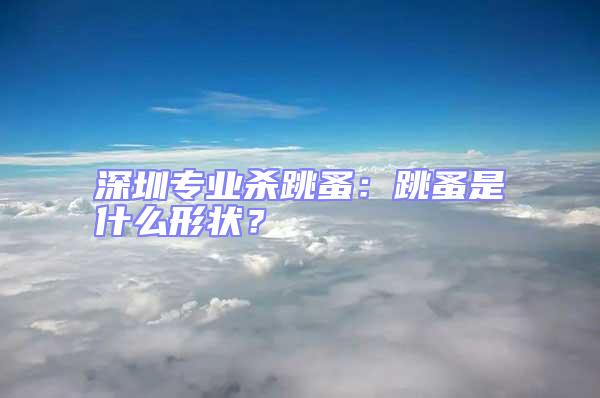 深圳專業(yè)殺跳蚤：跳蚤是什么形狀？