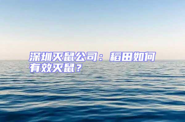 深圳滅鼠公司：稻田如何有效滅鼠？