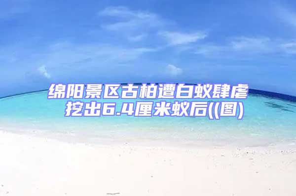 綿陽景區(qū)古柏遭白蟻肆虐 挖出6.4厘米蟻后((圖)