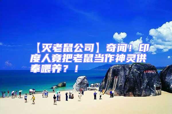 【滅老鼠公司】奇聞!印度人竟把老鼠當(dāng)作神靈供奉喂養(yǎng)?!