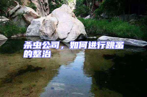 殺蟲公司,如何進行跳蚤的整治