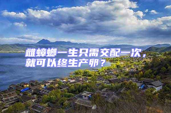 雌蟑螂一生只需交配一次，就可以終生產卵？