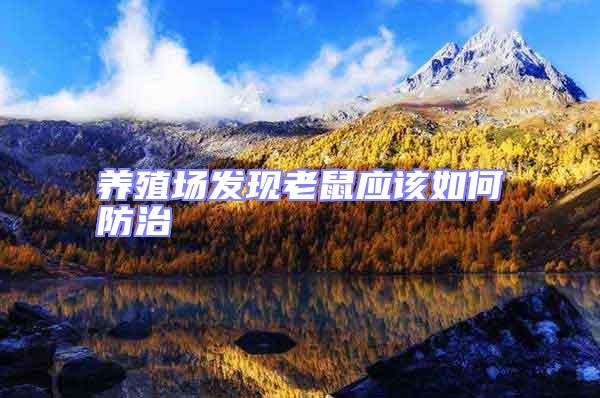 養(yǎng)殖場發(fā)現(xiàn)老鼠應(yīng)該如何防治