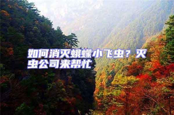 如何消滅蛾蠓小飛蟲？滅蟲公司來幫忙