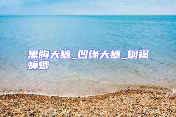 黑胸大蠊_凹緣大蠊_煙褐蟑螂