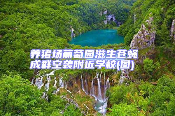 養(yǎng)豬場葡萄園滋生蒼蠅 成群空襲附近學校(圖)