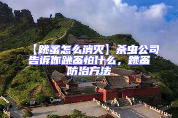 【跳蚤怎么消滅】殺蟲公司告訴你跳蚤怕什么，跳蚤防治方法