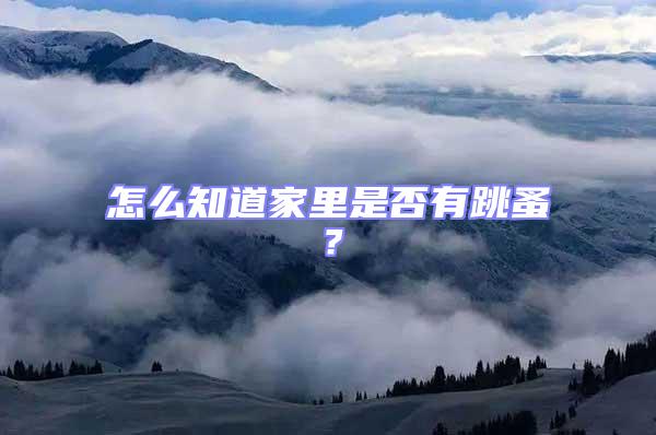 怎么知道家里是否有跳蚤？