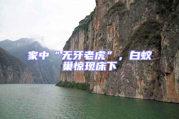 家中“無(wú)牙老虎”，白蟻巢驚現(xiàn)床下