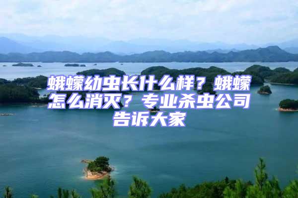 蛾蠓幼蟲長什么樣？蛾蠓怎么消滅？專業(yè)殺蟲公司告訴大家