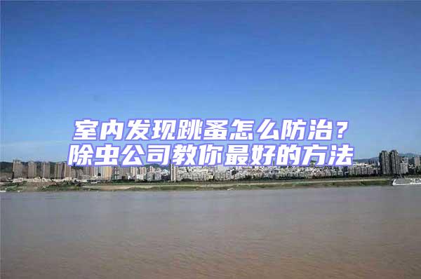 室內發現跳蚤怎么防治?除蟲公司教你最好的方法