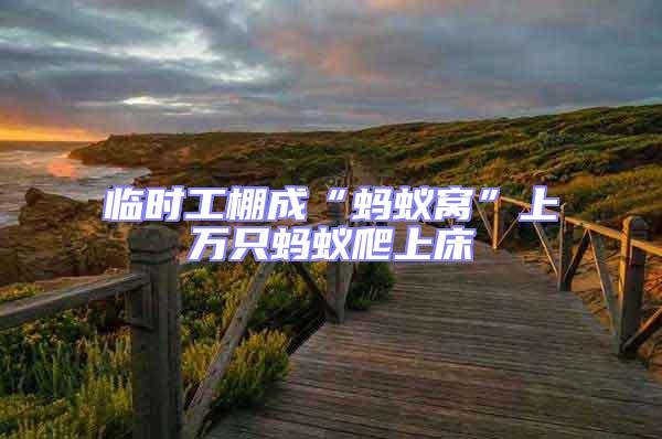 臨時工棚成“螞蟻窩”上萬只螞蟻爬上床