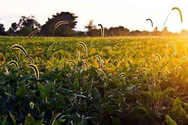 殺蟲公司如何徹底消滅臭蟲？