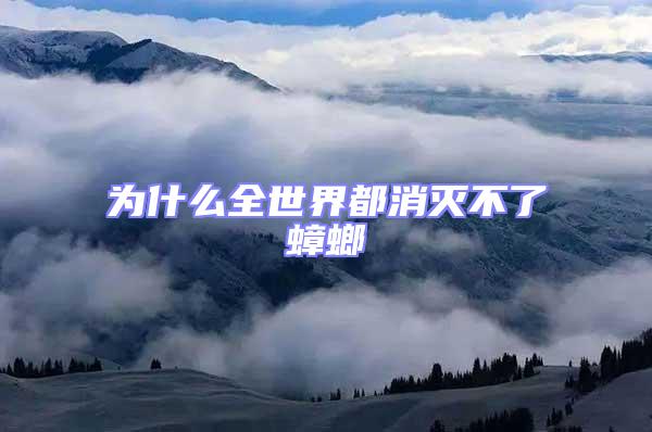 為什么全世界都消滅不了蟑螂