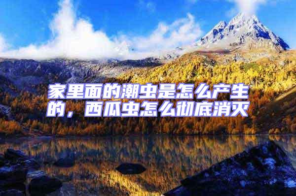 家里面的潮蟲(chóng)是怎么產(chǎn)生的，西瓜蟲(chóng)怎么徹底消滅