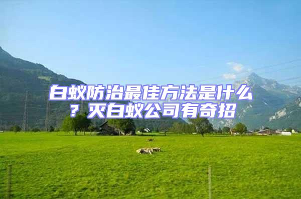 白蟻防治最佳方法是什么？滅白蟻公司有奇招