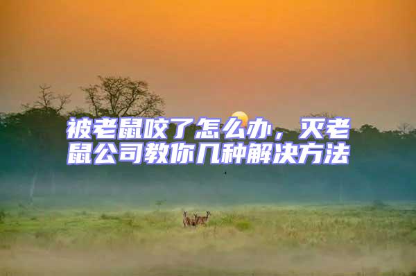 被老鼠咬了怎么辦，滅老鼠公司教你幾種解決方法