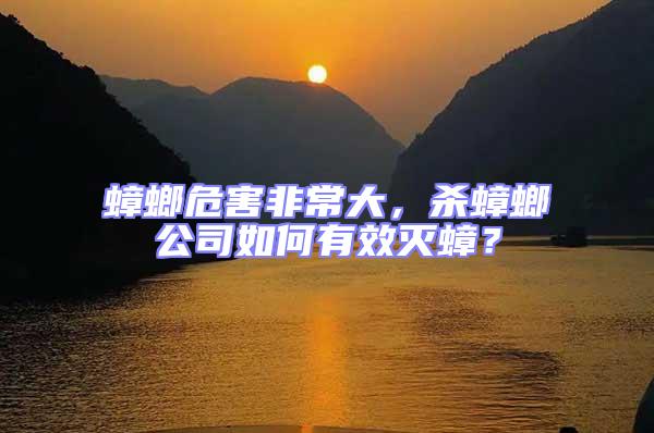 蟑螂危害非常大，殺蟑螂公司如何有效滅蟑？