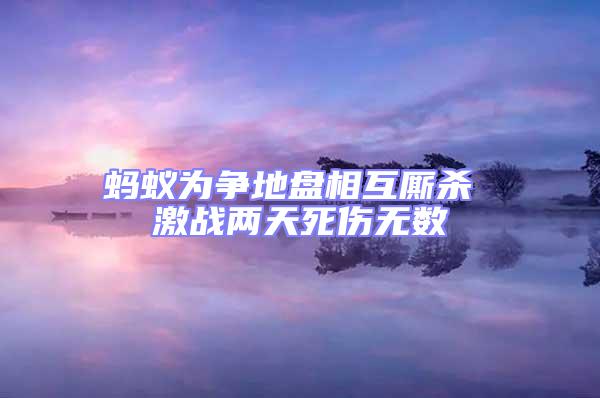 螞蟻為爭(zhēng)地盤(pán)相互廝殺 激戰(zhàn)兩天死傷無(wú)數(shù)