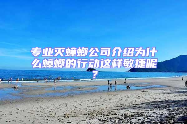 專業滅蟑螂公司介紹為什么蟑螂的行動這樣敏捷呢？