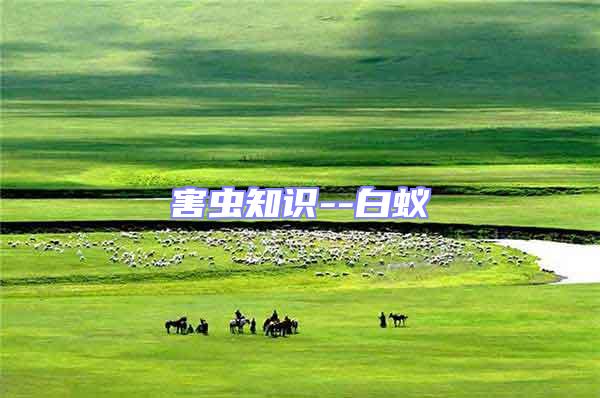 害蟲(chóng)知識(shí)--白蟻