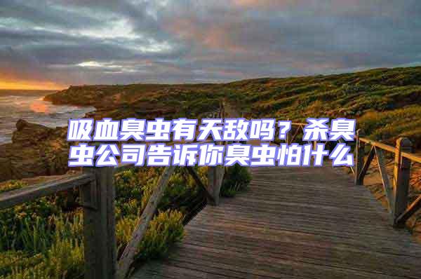 吸血臭蟲(chóng)有天敵嗎？殺臭蟲(chóng)公司告訴你臭蟲(chóng)怕什么