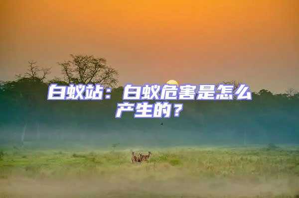 白蟻站:白蟻危害是怎么產(chǎn)生的?