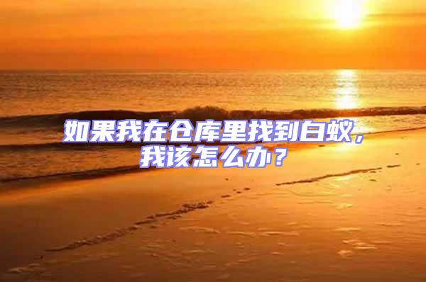如果我在倉庫里找到白蟻,我該怎么辦?