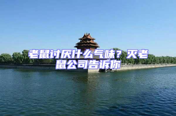 老鼠討厭什么氣味？滅老鼠公司告訴你