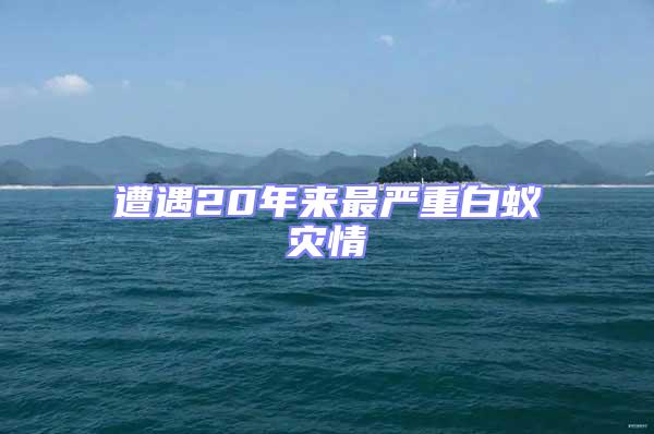 遭遇20年來最嚴重白蟻災情