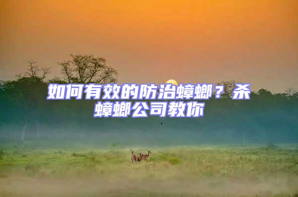 如何有效的防治蟑螂？殺蟑螂公司教你