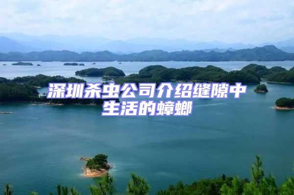 深圳殺蟲(chóng)公司介紹縫隙中生活的蟑螂