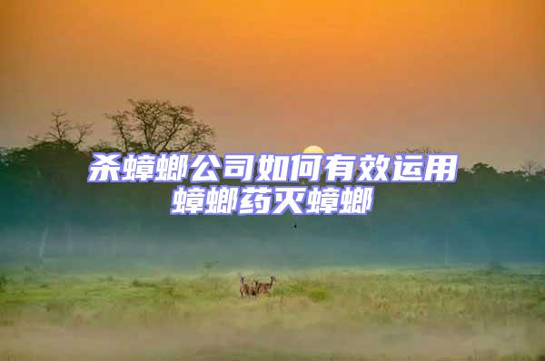 殺蟑螂公司如何有效運用蟑螂藥滅蟑螂