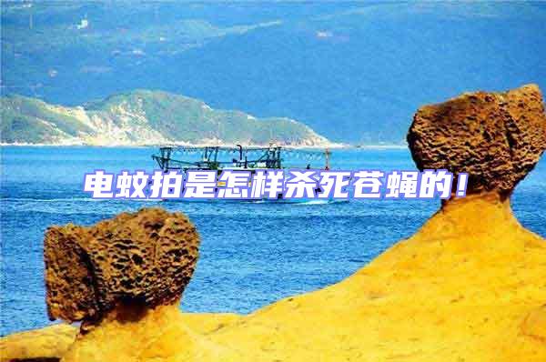 電蚊拍是怎樣殺死蒼蠅的！