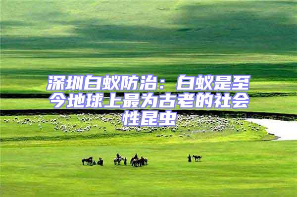 深圳白蟻防治:白蟻是至今地球上最為古老的社會性昆蟲