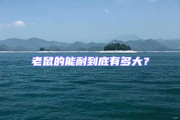 老鼠的能耐到底有多大?