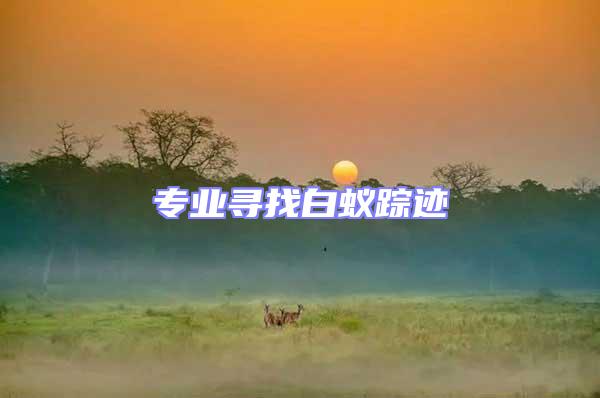 專業尋找白蟻蹤跡