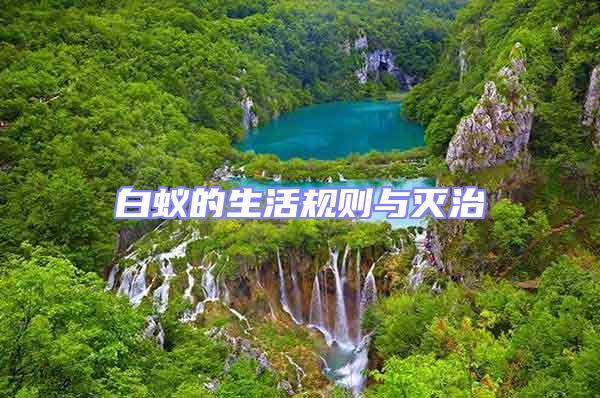 白蟻的生活規則與滅治