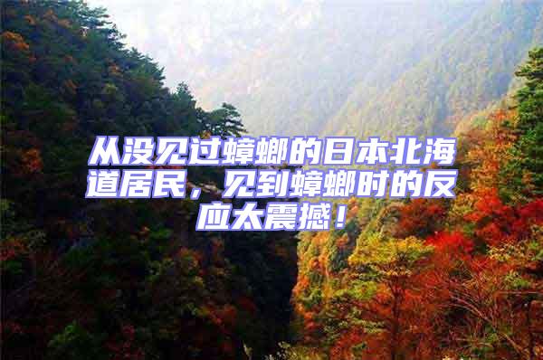 從沒見過蟑螂的日本北海道居民,見到蟑螂時的反應太震撼!