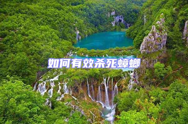 如何有效殺死蟑螂