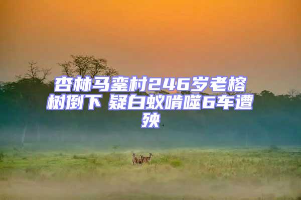 杏林馬鑾村246歲老榕樹(shù)倒下 疑白蟻啃噬6車遭殃