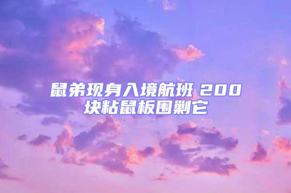 鼠弟現身入境航班 200塊粘鼠板圍剿它