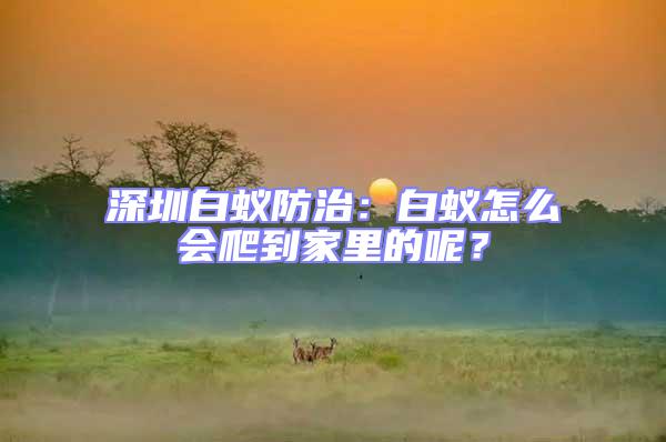 深圳白蟻防治:白蟻怎么會爬到家里的呢?