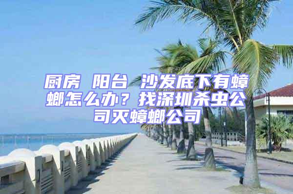 廚房 陽臺 沙發(fā)底下有蟑螂怎么辦？找深圳殺蟲公司滅蟑螂公司