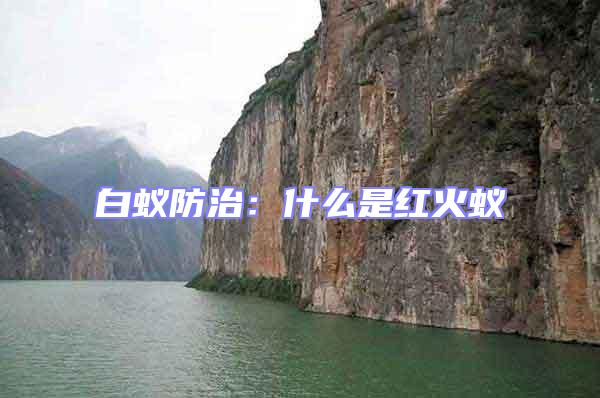 白蟻防治:什么是紅火蟻