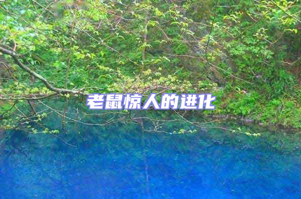 老鼠驚人的進(jìn)化