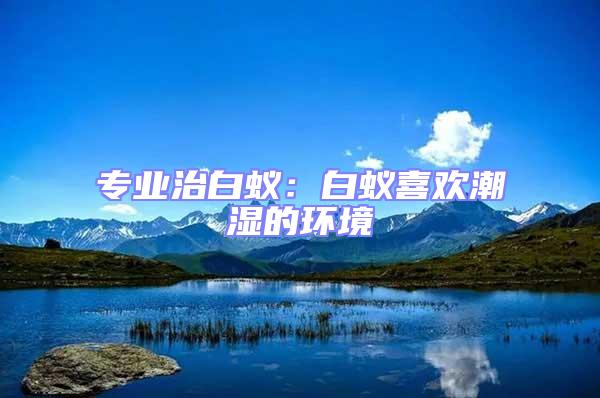 專業治白蟻：白蟻喜歡潮濕的環境