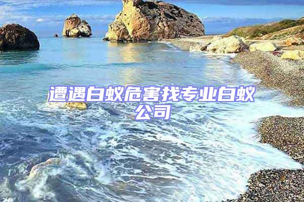 遭遇白蟻危害找專業白蟻公司