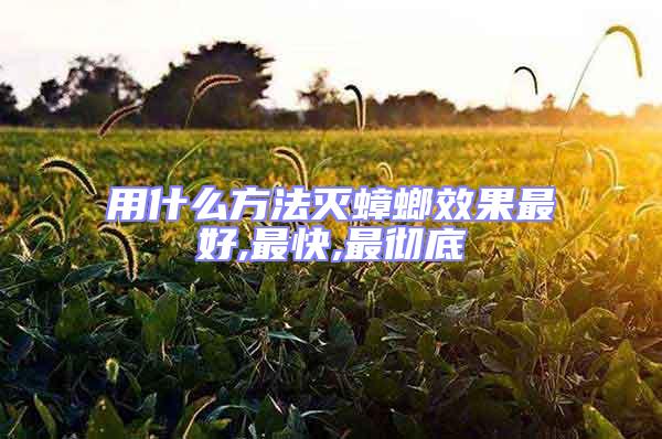 用什么方法滅蟑螂效果最好,最快,最徹底