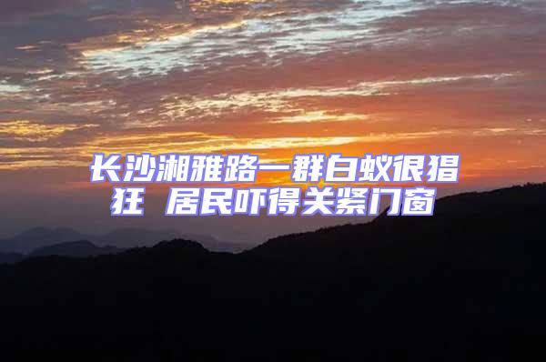 長沙湘雅路一群白蟻很猖狂 居民嚇得關(guān)緊門窗